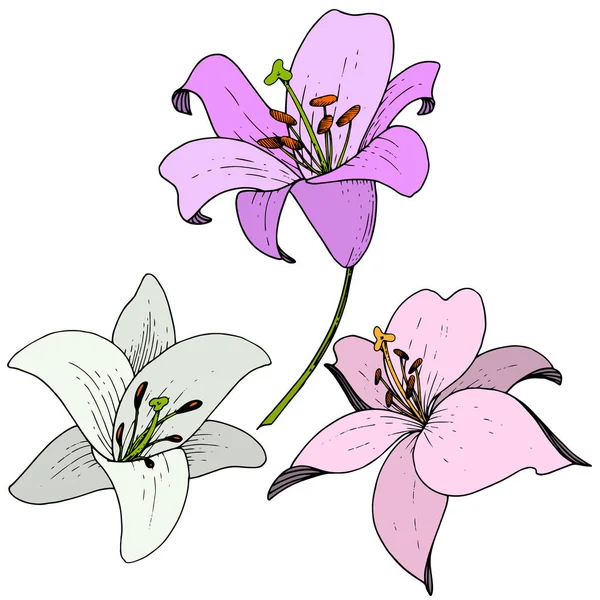 Vector Lily blomstret botanisk blomst. Indgraveret blæk kunst på hvid baggrund. Isoleret lililiumillustrationselement . – Stock-vektor