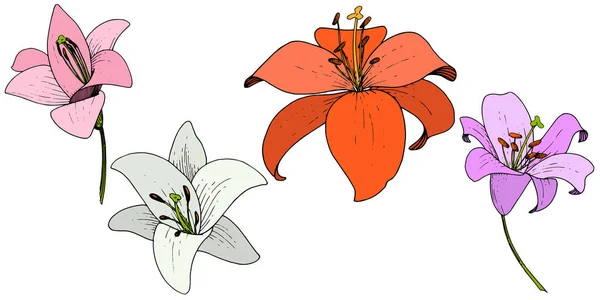 Vector Lily floral botanische bloem. De kunst van het gegraveerde inkt op een witte achtergrond. Geïsoleerde lilium afbeelding element. — Stockvector