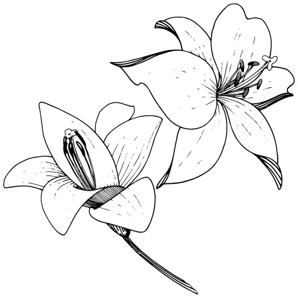 Flor botánica floral Vector Lily. Tinta grabada sobre fondo blanco. Elemento de ilustración de lilium aislado . — Archivo Imágenes Vectoriales