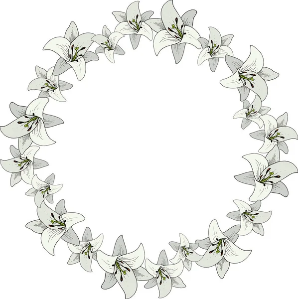 Vector kwiat botaniczny Lily. Wiosna dzikiego wildflower liść na białym tle. Grawerowane atrament sztuki. Ramki granicznej ornament square. — Wektor stockowy