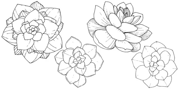 Vektör Succulents botanik çiçek. Siyah ve beyaz mürekkep sanat kazınmış. İzole succulents illüstrasyon öğesi. — Stok Vektör