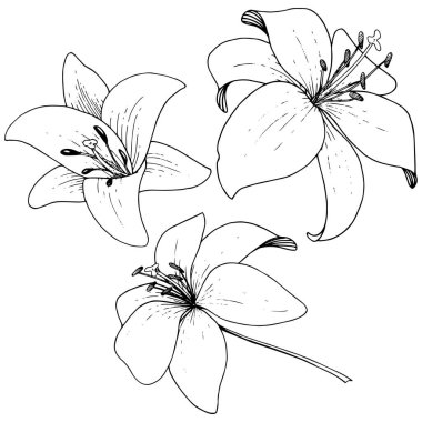 Vektör Lily botanik çiçek. Beyaz arka plan üzerinde oyulmuş mürekkep sanat. İzole lilyum illüstrasyon öğesi.