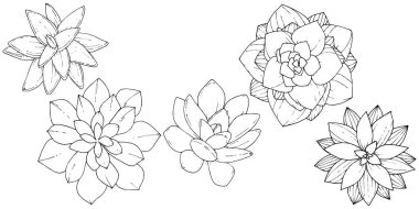 Vektör Succulents botanik çiçek. Siyah ve beyaz mürekkep sanat kazınmış. İzole succulents illüstrasyon öğesi.