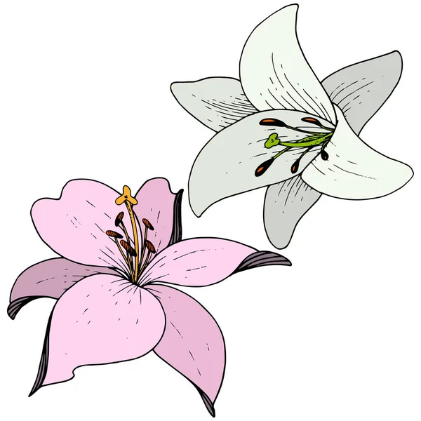 Wektor róż i białych lilii botanicznych kwiat kwiatowy. Grawerowane atrament sztuki. Element ilustracja na białym tle lilium. — Wektor stockowy