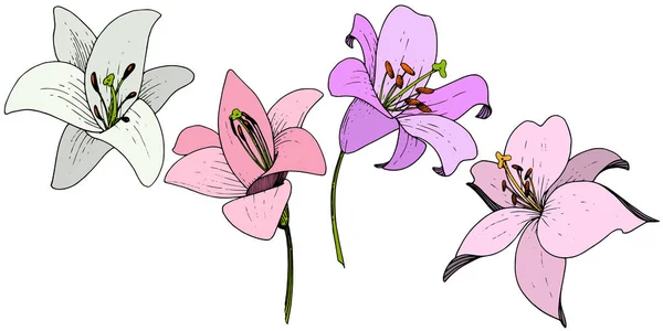 Flor botánica floral Vector Lily. Tinta grabada sobre fondo blanco. Elemento de ilustración de lilium aislado . — Archivo Imágenes Vectoriales