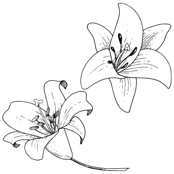 벡터 릴리 꽃 식물 꽃입니다. 흰색 바탕에 새겨진된 잉크 아트입니다. 절연된 나리속 그림 요소. — 스톡 벡터
