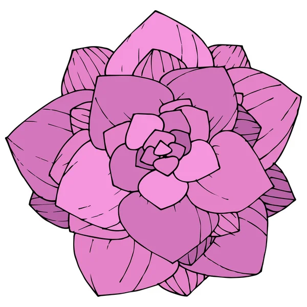 Vector rosa suculenta flor botânica floral. arte gravada a tinta. Isolado suculentas ilustração elemento . —  Vetores de Stock