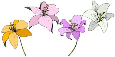 Vektör Lily botanik çiçek. Beyaz arka plan üzerinde oyulmuş mürekkep sanat. İzole lilyum illüstrasyon öğesi.