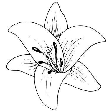 Vektör Lily botanik çiçek. Beyaz arka plan üzerinde oyulmuş mürekkep sanat. İzole lilyum illüstrasyon öğesi.