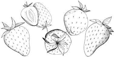 Çilek sağlıklı gıda vektör. Siyah ve beyaz mürekkep sanat kazınmış. İzole berry illüstrasyon öğesi.