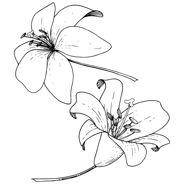 Векторный цветочный ботанический цветок Лили. Гравировка чернил на белом фоне. Изолированный элемент иллюстрации лилия
.
