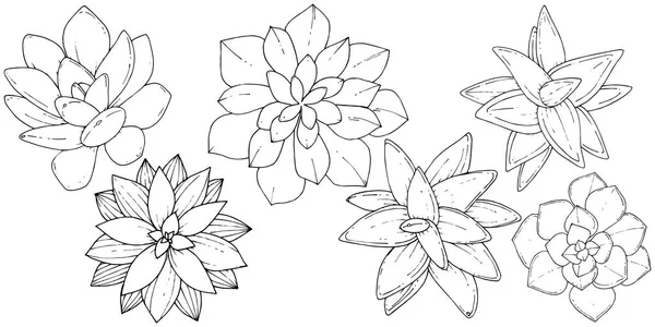 Vektori Mehukasvit kukka kasvitieteellinen kukka. Musta ja valkoinen kaiverrettu muste taidetta. Eristetyt mehut havainnollistava elementti . — vektorikuva