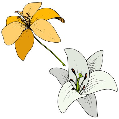 Vector Lily botanik çiçeği. Beyaz arka planda kazınmış mürekkep sanatı. İzole lilyum illüstrasyon elemanı.