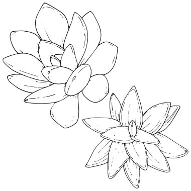 Vektör Succulents botanik çiçek. Vahşi bahar yaprak izole kır çiçeği. Siyah ve beyaz mürekkep sanat kazınmış. İzole succulents illüstrasyon öğesi.