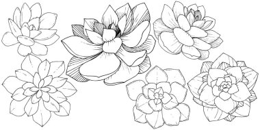 Vektör Succulents botanik çiçek. Vahşi bahar yaprak izole kır çiçeği. Siyah ve beyaz mürekkep sanat kazınmış. İzole succulents illüstrasyon öğesi.