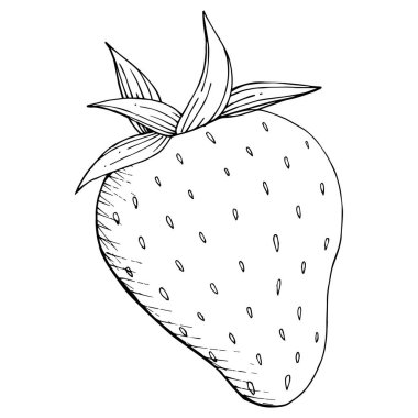 Çilek sağlıklı gıda vektör. Siyah ve beyaz mürekkep sanat kazınmış. Arka plan, doku, sarıcı desen veya menü için taze meyve. İzole berry illüstrasyon öğe beyaz arka plan üzerinde.