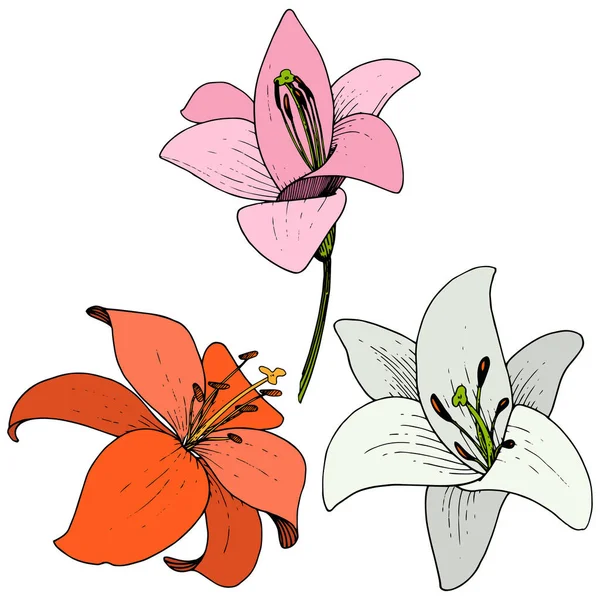 Vektor Lily floral botani bunga. Seni tinta yang terukir di latar belakang putih. Unsur ilustrasi lilium yang terisolasi . - Stok Vektor