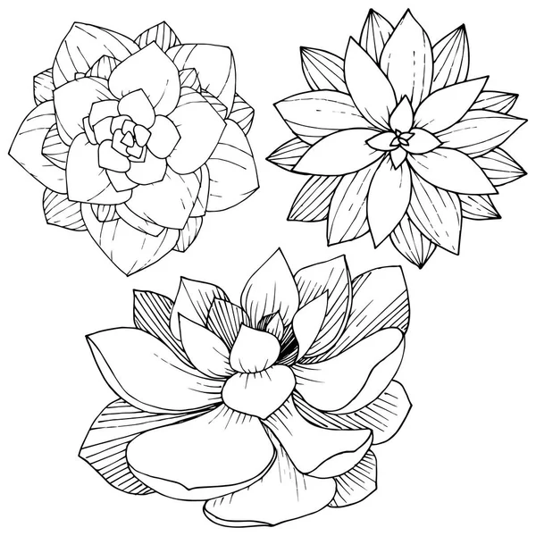 Vecteur Succulents Floraux Fleur Botanique Feuille Sauvage Printemps Fleur Sauvage — Image vectorielle