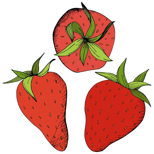 Vector Fraise Alimentation Saine Encre Gravée Rouge Verte Fruits Frais — Image vectorielle