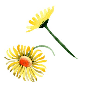Sarı papatya botanik çiçek. Vahşi bahar yaprak izole kır çiçeği. Suluboya arka plan illüstrasyon küme. Suluboya çizim moda aquarelle. İzole daisybushes illüstrasyon öğesi.