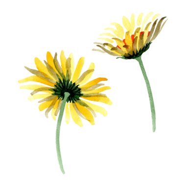 Sarı papatya botanik çiçek. Vahşi bahar yaprak izole kır çiçeği. Suluboya arka plan illüstrasyon küme. Suluboya çizim moda aquarelle. İzole daisybushes illüstrasyon öğesi.