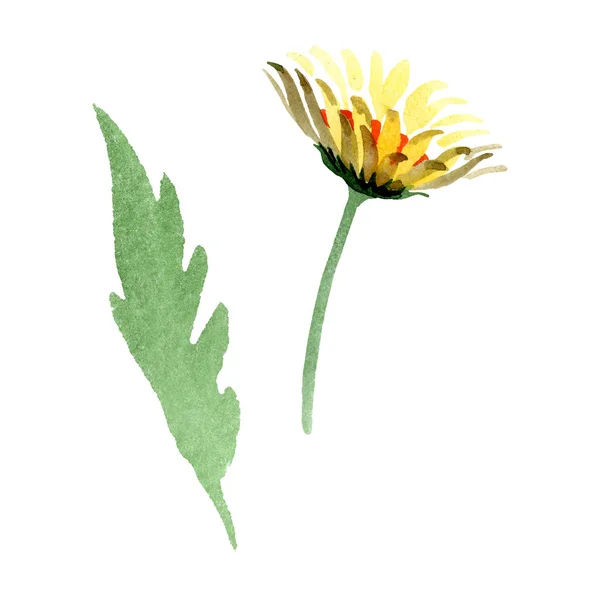 Жовта Ромашкова Квіткова Ботанічна Квітка Дикий Весняний Лист Ізольований Набір — стокове фото
