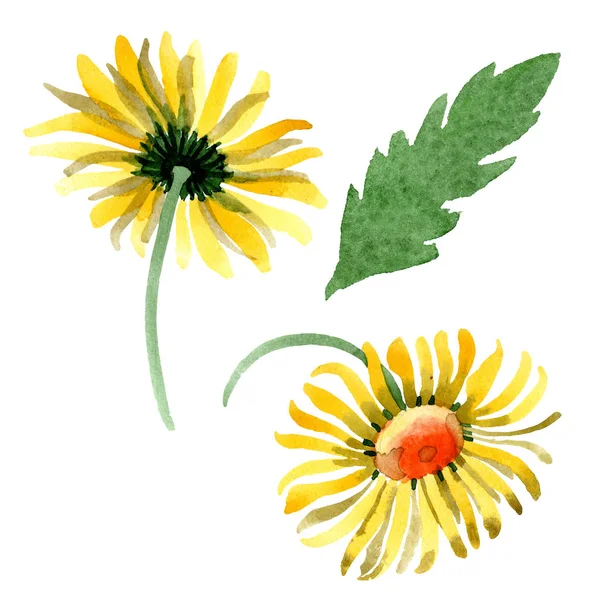 Sarı papatya botanik çiçek. Vahşi bahar yaprak izole kır çiçeği. Suluboya arka plan illüstrasyon küme. Suluboya çizim moda aquarelle. İzole daisybushes illüstrasyon öğesi.