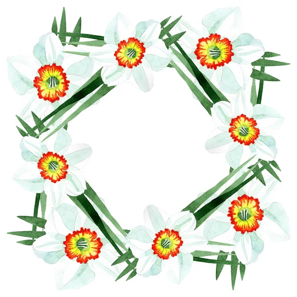 Weiße Narzisse Botanische Blüte Wildes Frühlingsblatt Wildblume Isoliert Aquarell Hintergrundillustration — Stockfoto