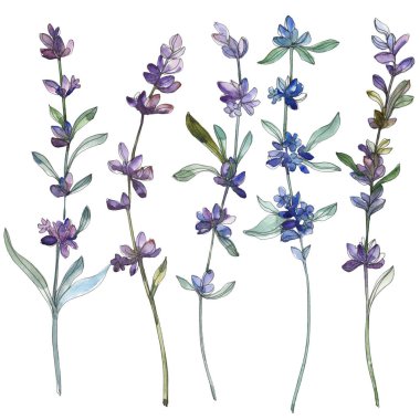 Mor lavanta botanik çiçek. Vahşi bahar yaprak izole kır çiçeği. Suluboya arka plan illüstrasyon küme. Suluboya çizim moda aquarelle. İzole lavanta illüstrasyon öğesi.