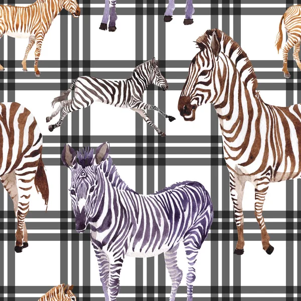 Egzotyczne Zebra Dzikich Zwierząt Stylu Przypominającym Akwarele Zestaw Ilustracji Tle — Zdjęcie stockowe
