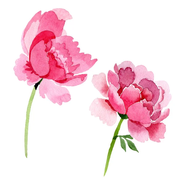 Pivoine Rose Fleurs Botaniques Florales Feuille Sauvage Printemps Fleur Sauvage — Photo
