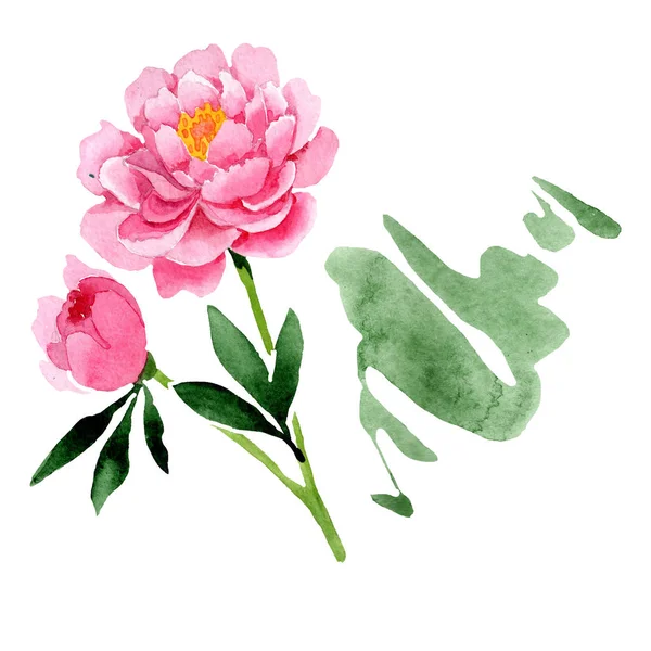 Pivoine Rose Fleurs Botaniques Florales Feuille Sauvage Printemps Fleur Sauvage — Photo