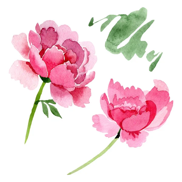 Pivoine Rose Fleurs Botaniques Florales Feuille Sauvage Printemps Fleur Sauvage — Photo