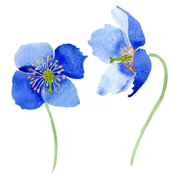 Сині Макові Квіткові Ботанічні Квіти Дикий Весняний Лист Ізольований Набір — стокове фото