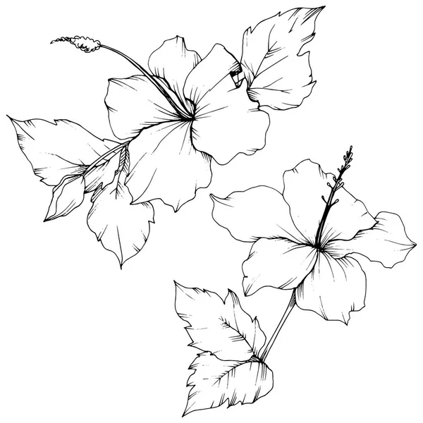矢量芙蓉花植物花 异国情调的热带夏威夷夏季 黑白雕刻水墨艺术 白色背景上的孤立芙蓉插图元素 — 图库矢量图片