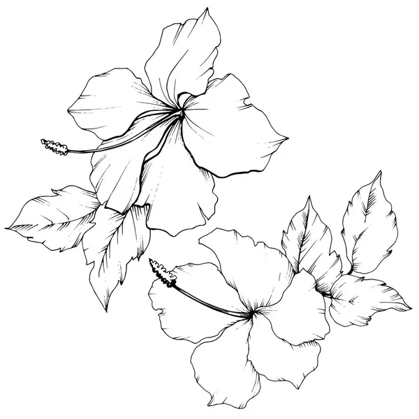 Vektor Hibiscus Blommor Botaniska Blomma Exotiska Tropiska Hawaiian Sommaren Svart — Stock vektor