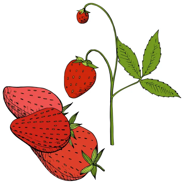 Vector Strawberry Gezonde Voeding Rood Groen Gegraveerd Inkt Kunst Vers — Stockvector