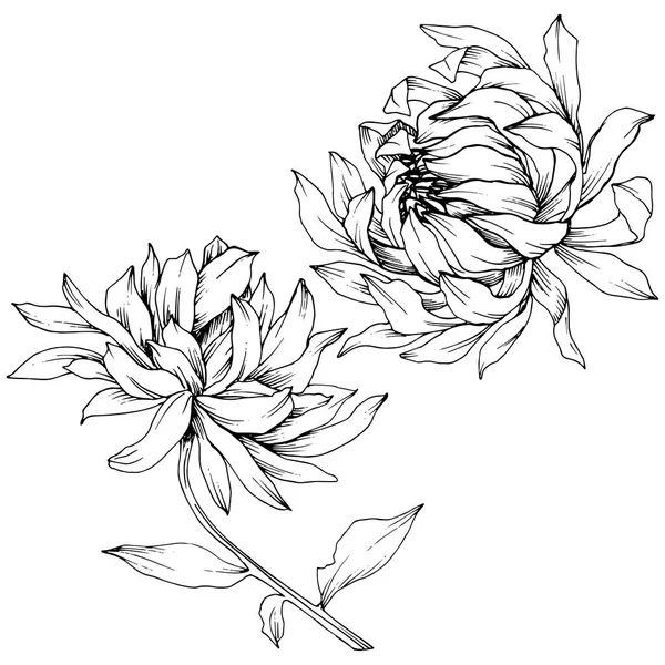 Vector Chrysanthemum Flores Botánicas Florales Flor Silvestre Hoja Primavera Aislada — Vector de stock