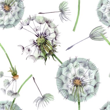 Tohumlarla Dandelion Blowball. Suluboya arka plan illüstrasyon seti. Suluboya çizim moda Aquarelle izole. Kesintisiz arka plan deseni. Kumaş duvar kağıdı baskı doku.