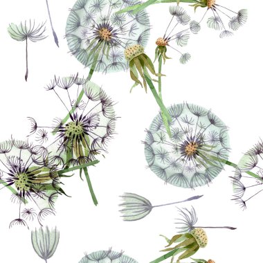 Tohumlarla Dandelion Blowball. Suluboya arka plan illüstrasyon seti. Suluboya çizim moda Aquarelle izole. Kesintisiz arka plan deseni. Kumaş duvar kağıdı baskı doku.