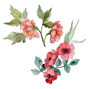 Kır çiçeği buket çiçek botanik çiçekler. Suluboya arka plan ayarlamak. İzole kır çiçekleri illüstrasyon öğesi.