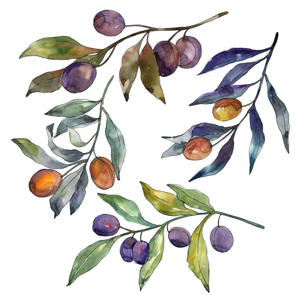Olive branch with black and green fruit. Watercolor background illustration set. Watercolour drawing fashion aquarelle isolated. Isolated olives illustration element.