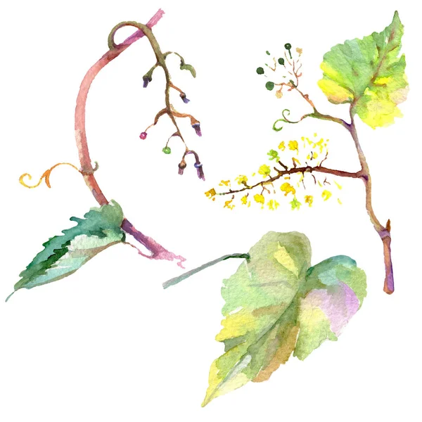 Feuilles Raisin Vert Dans Style Aquarelle Isolé Ensemble Illustration Fond — Photo