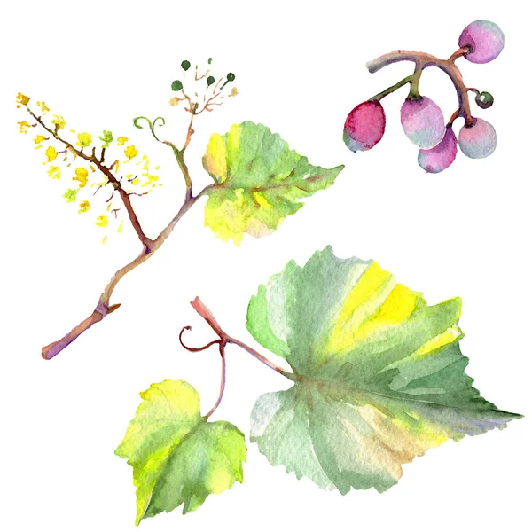 Druiven bessen gezond voedsel in een aquarel stijl geïsoleerd. Aquarel achtergrond instellen. Geïsoleerde fruit afbeelding element. — Stockfoto