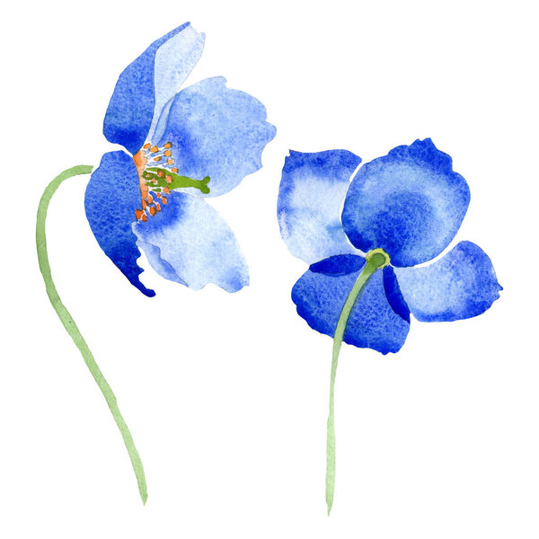 Синий мак цветочные ботанические цветы. Набор акварельных фонов. Изолированный элемент иллюстрации маков
.