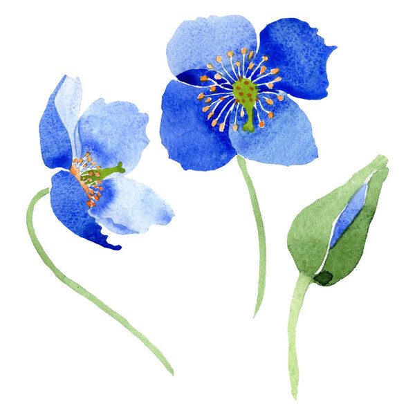 Синий мак цветочные ботанические цветы. Набор акварельных фонов. Изолированный элемент иллюстрации маков
.