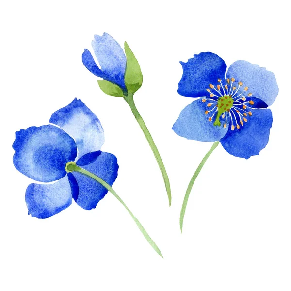 블루 양 귀 비 꽃 식물 꽃입니다. 수채화 배경 그림 설정 합니다. 고립 된 양 귀 비 그림 요소. — 스톡 사진