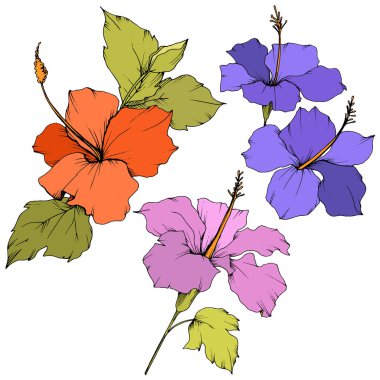 Vektör Hibiscus çiçek botanik çiçek. Egzotik tropik hawaiian yaz. Oyulmuş mürekkep sanat. İzole hibiscus illüstrasyon öğe beyaz arka plan üzerinde.