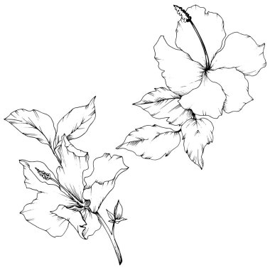 Vektör Hibiscus çiçek botanik çiçek. Egzotik tropik hawaiian yaz. Siyah ve beyaz mürekkep sanat kazınmış. İzole hibiscus illüstrasyon öğe beyaz arka plan üzerinde.