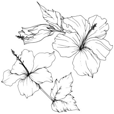 Vektör Hibiscus çiçek botanik çiçek. Egzotik tropik hawaiian yaz. Siyah ve beyaz mürekkep sanat kazınmış. İzole hibiscus illüstrasyon öğe beyaz arka plan üzerinde.